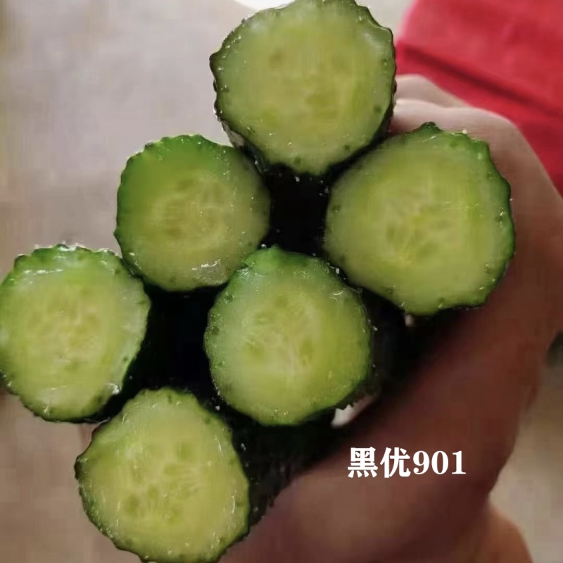 黑优黄瓜种子豫艺黑优818黄瓜种子油亮绿心绿肉密刺青瓜种