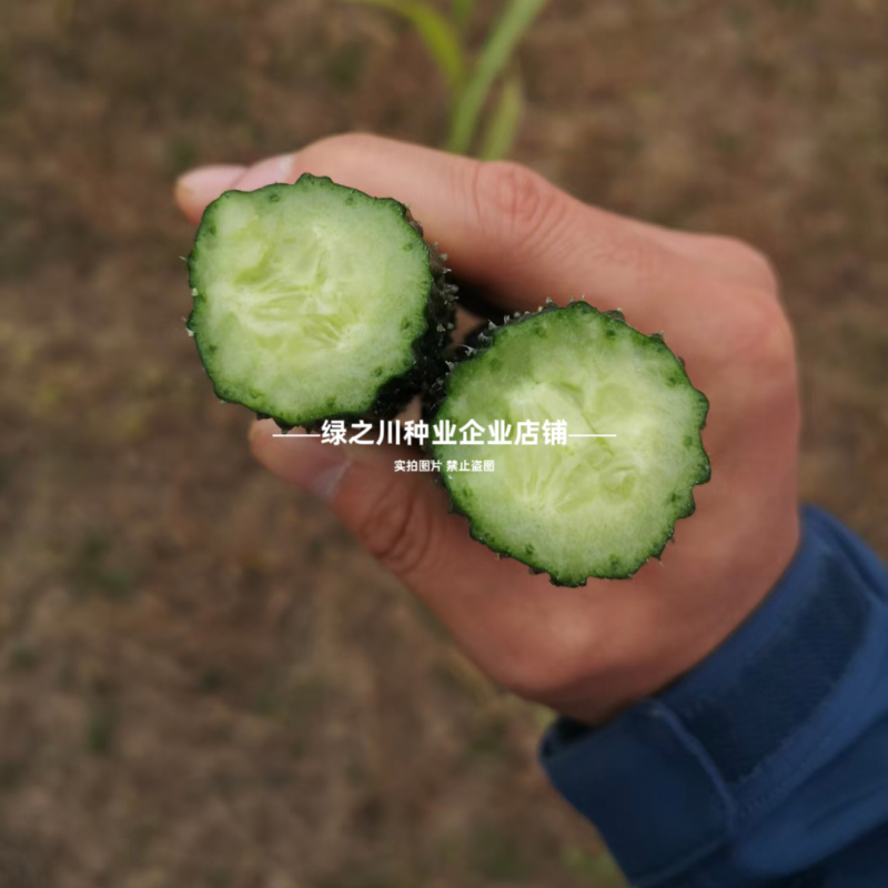 黑优黄瓜种子豫艺黑优818黄瓜种子油亮绿心绿肉密刺青瓜种