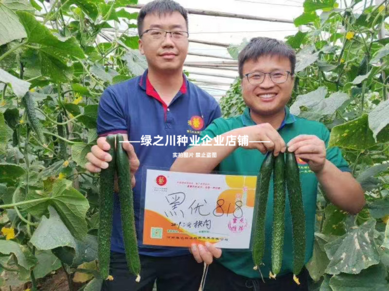 黑优黄瓜种子豫艺黑优818黄瓜种子油亮绿心绿肉密刺青瓜种