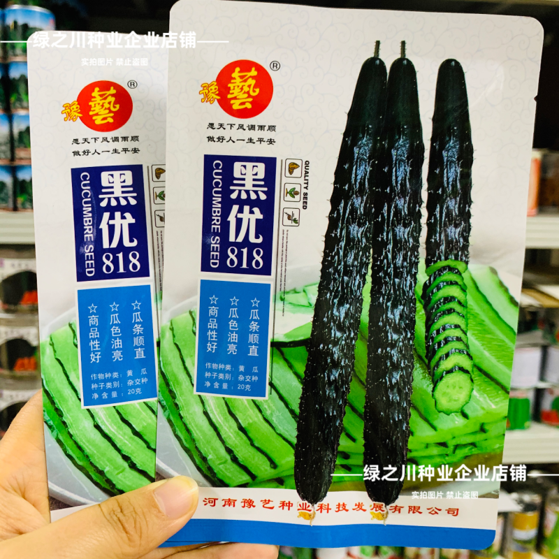 黑优黄瓜种子豫艺黑优818黄瓜种子油亮绿心绿肉密刺青瓜种
