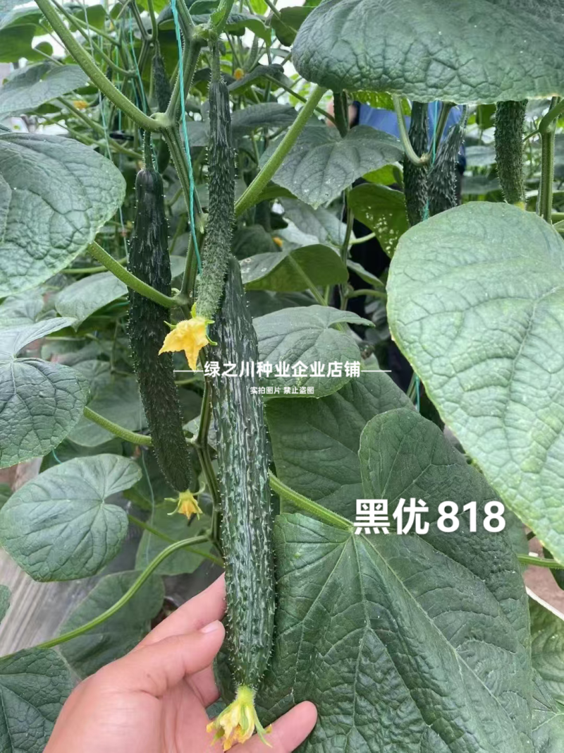 黑优黄瓜种子豫艺黑优818黄瓜种子油亮绿心绿肉密刺青瓜种
