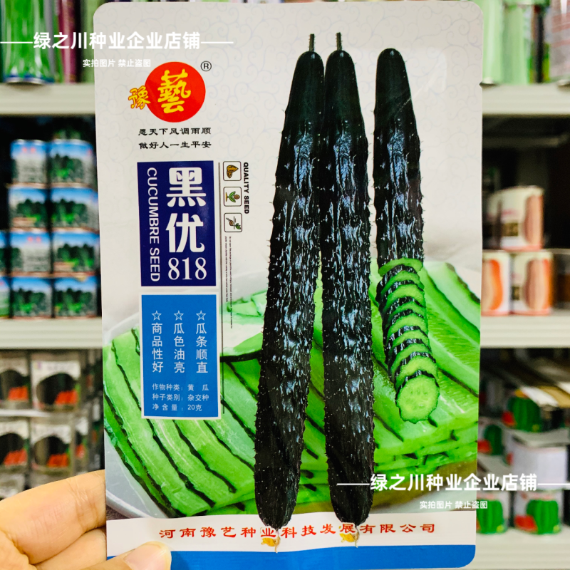 黑优黄瓜种子豫艺黑优818黄瓜种子油亮绿心绿肉密刺青瓜种