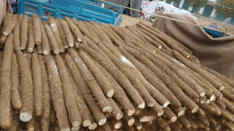 精品白玉山药，品质保证，产地直发，服务到位，价格优惠