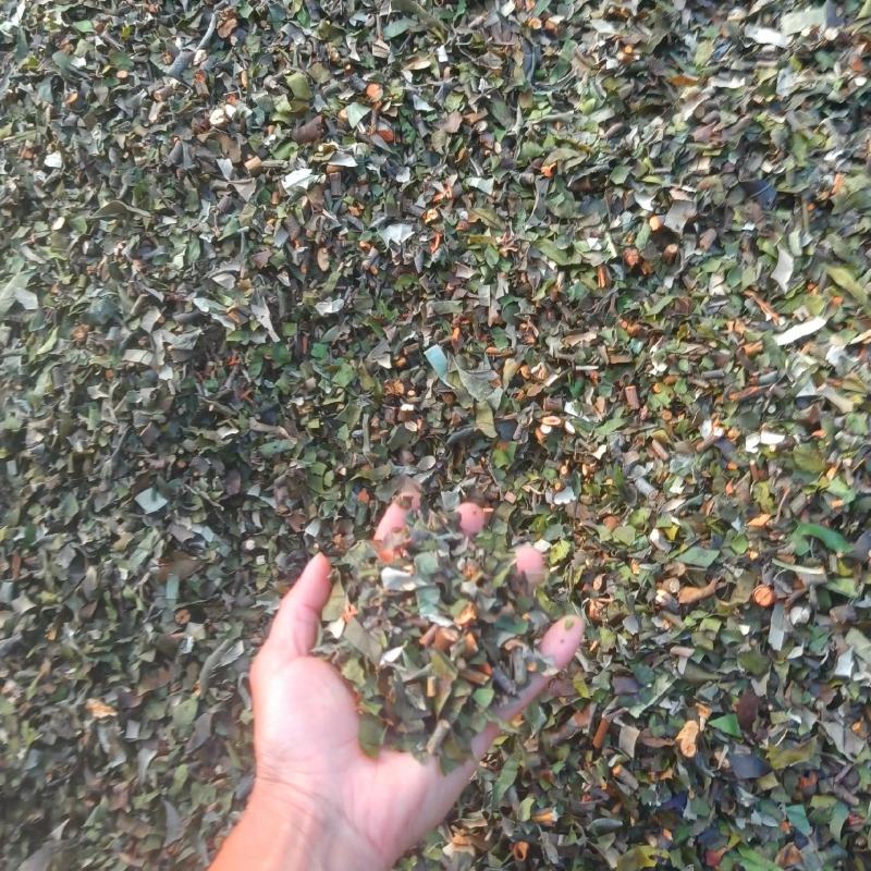 桑寄生