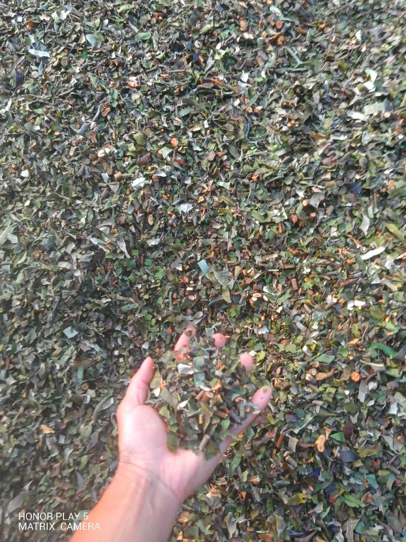 桑寄生