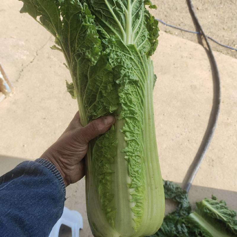 秋绿60白菜，60白菜，绿麻叶白菜，，，，，，