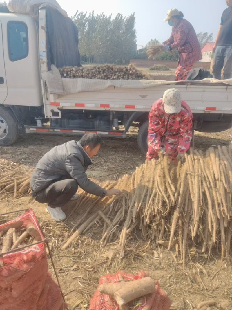精品白玉山药，入库货，品质保证，价格优惠，服务周到