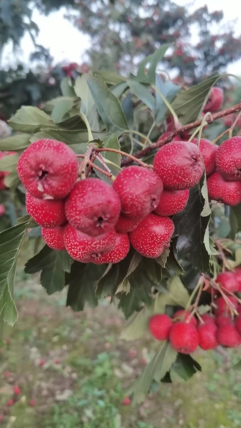 铁山楂大量现货价格美丽