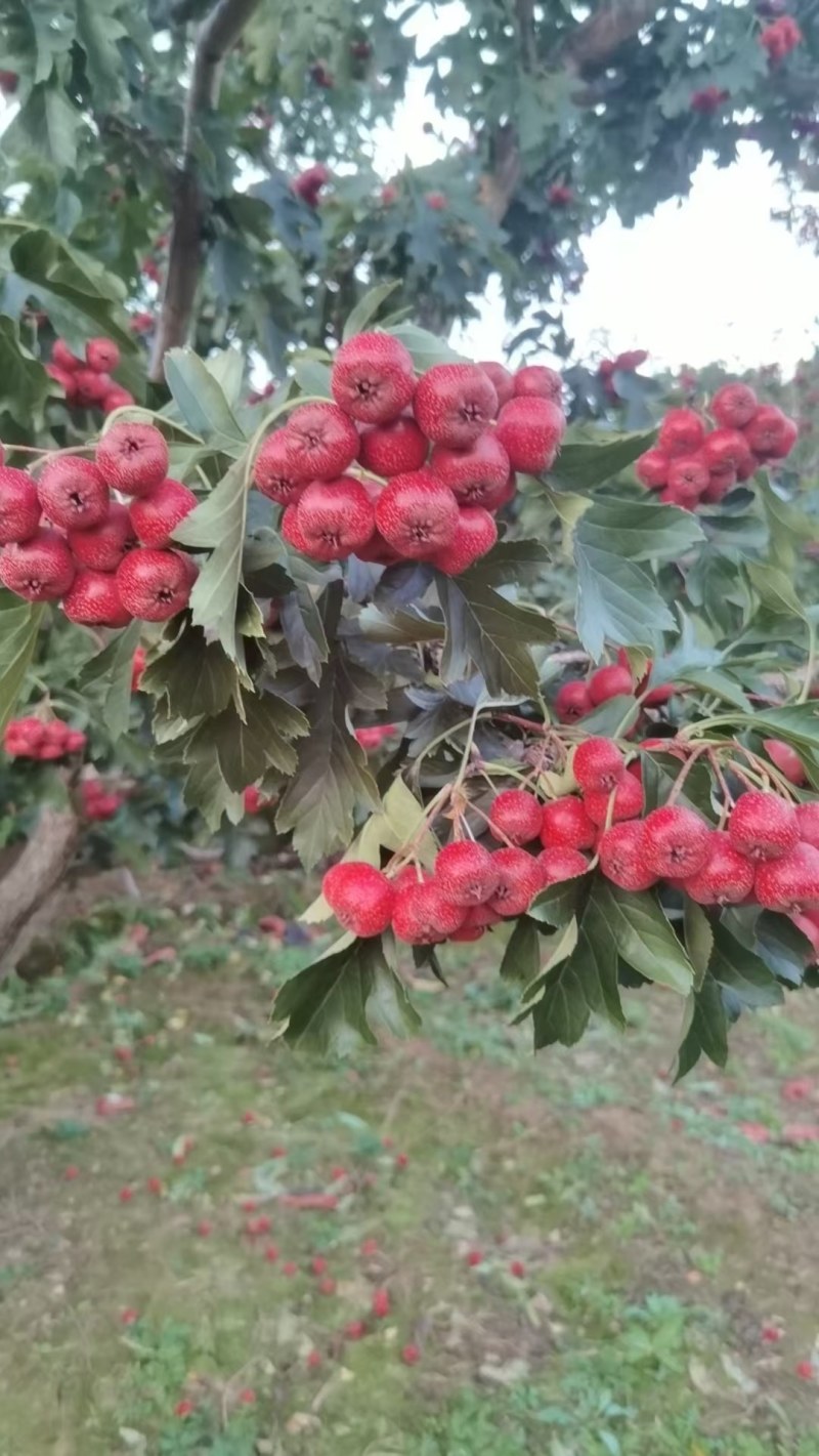铁山楂大量现货价格美丽
