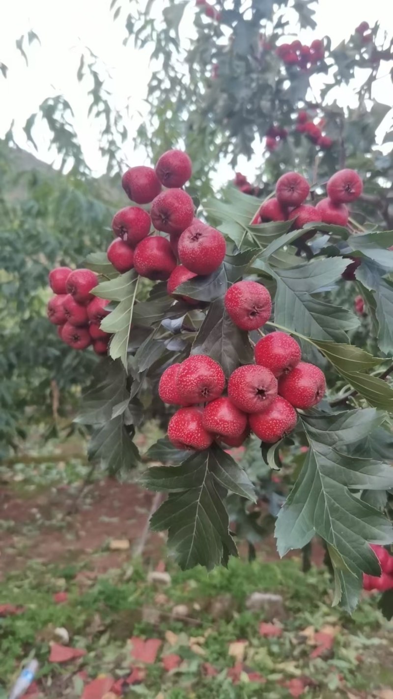 铁山楂大量现货价格美丽