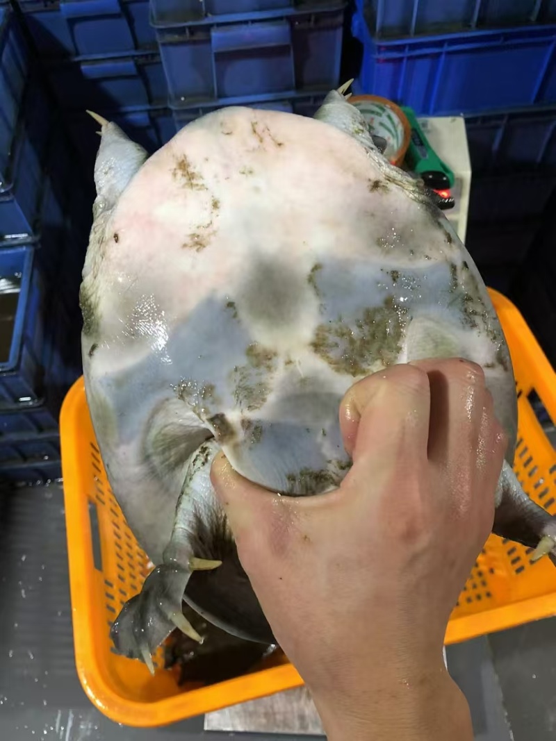 精品生态甲鱼货源充足量大从优质量保证诚信经营欢迎咨询