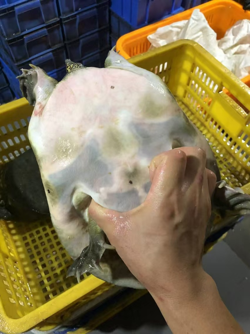精品生态甲鱼货源充足量大从优质量保证诚信经营欢迎咨询