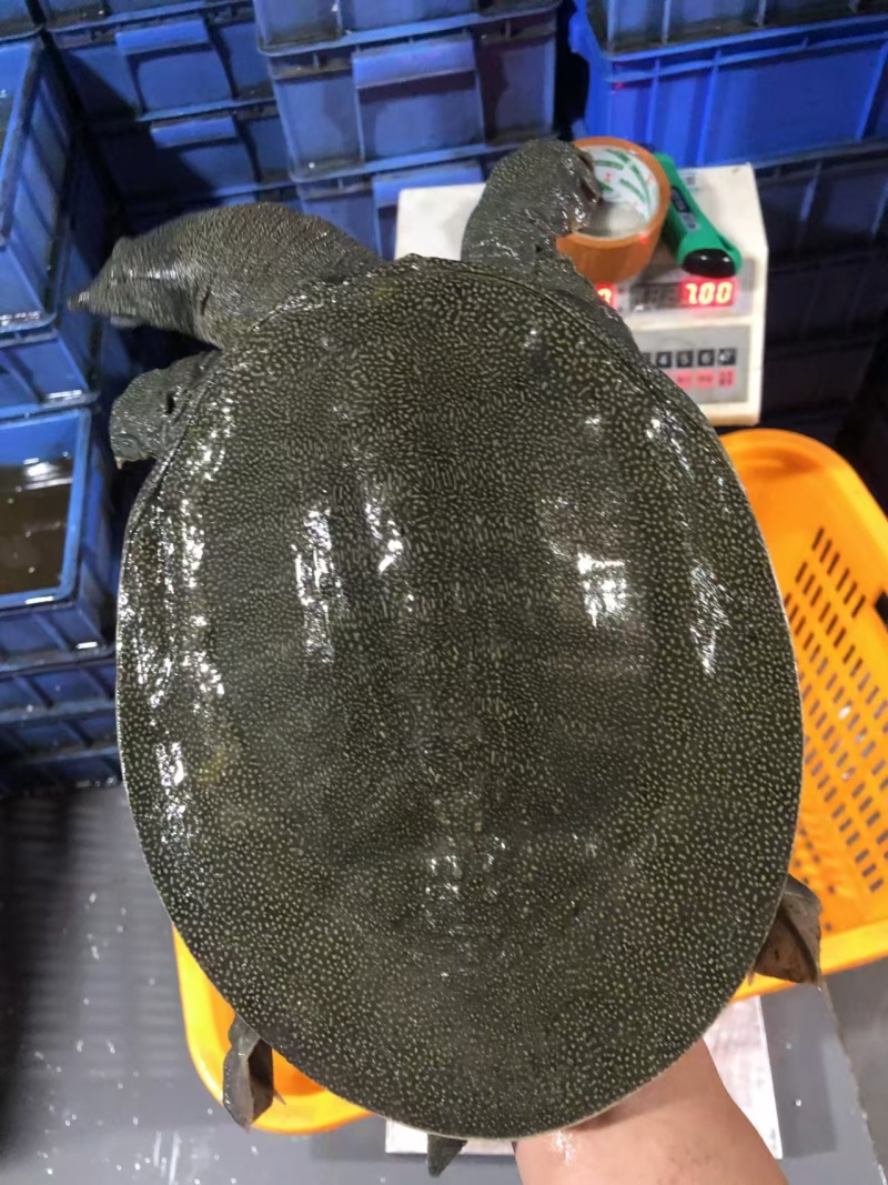 精品生态甲鱼货源充足量大从优质量保证诚信经营欢迎咨询