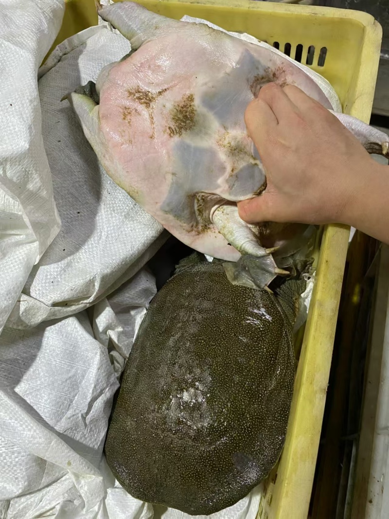精品生态甲鱼货源充足量大从优质量保证诚信经营欢迎咨询