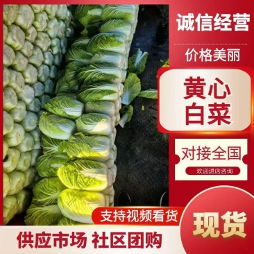 山东临沂郯城精品黄心白菜大量有货供应，质量好，欢迎采购