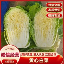 山东郯城精品白菜大量有货供应，质量好，价格低，欢迎采购