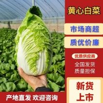 山东临沂黄心白菜大量有货，品质保证，欢迎来电采购