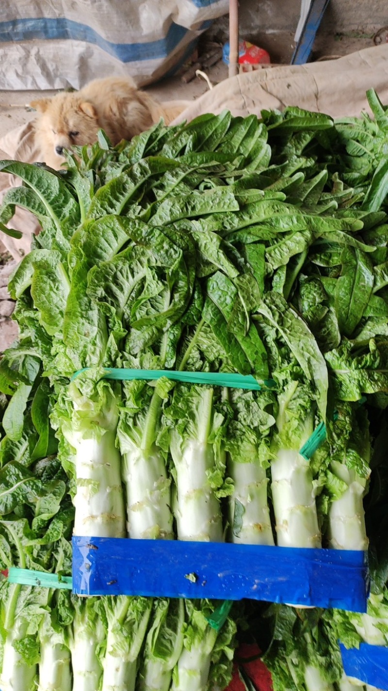 湖北当阳莴笋大量上市红尖叶莴笋白莴笋