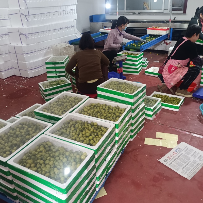 青甜小番茄糖珀琥青口蜜圣女果黄色绿色咖啡色糖度高产地量大