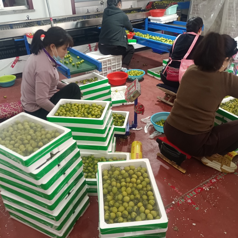 青甜小番茄糖珀琥青口蜜圣女果黄色绿色咖啡色糖度高产地量大