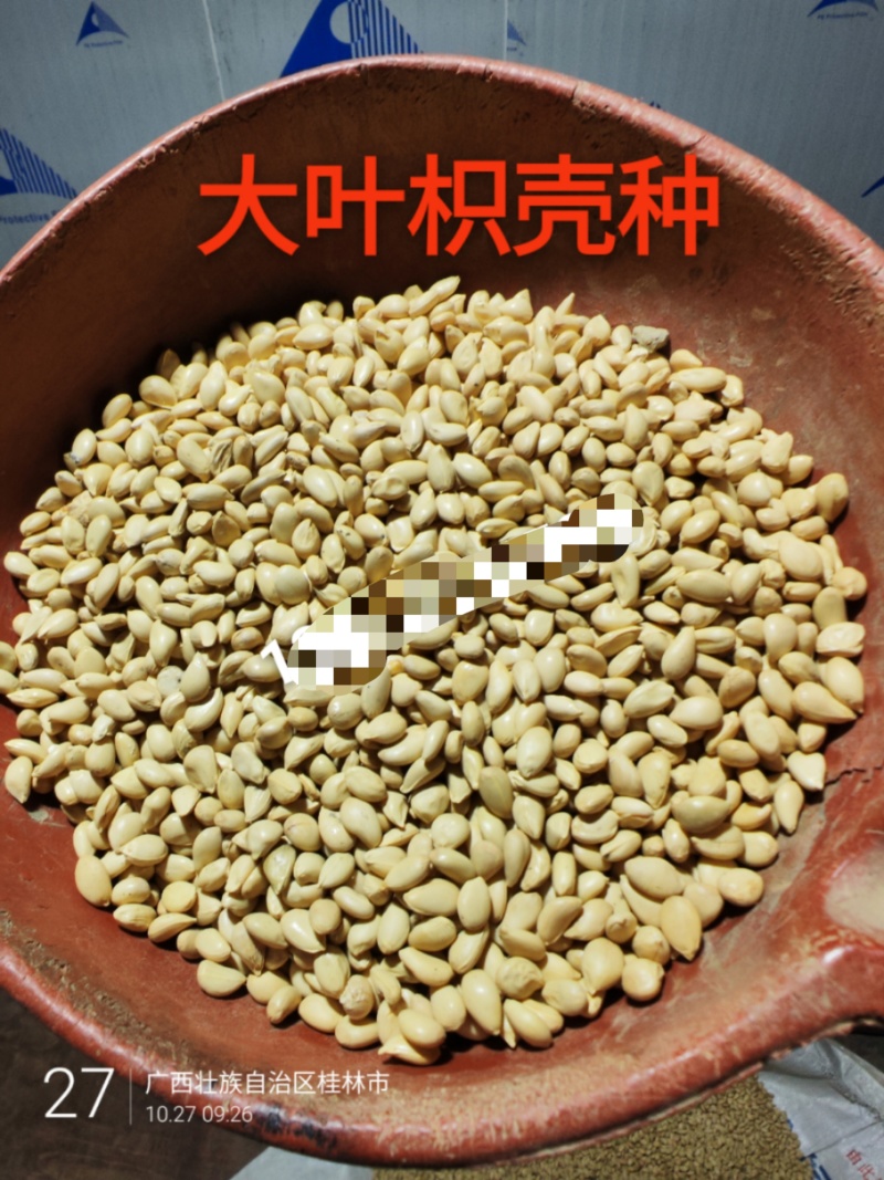 枳壳籽优质大叶枳壳(
