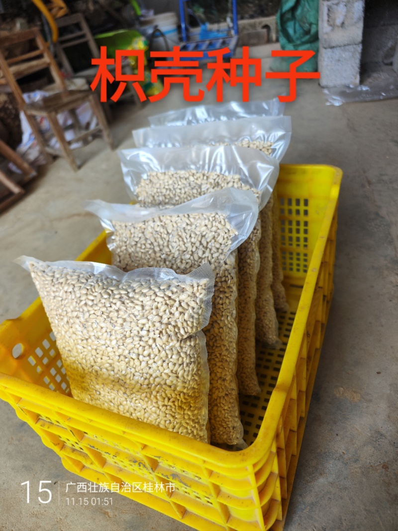枳壳籽优质大叶枳壳(