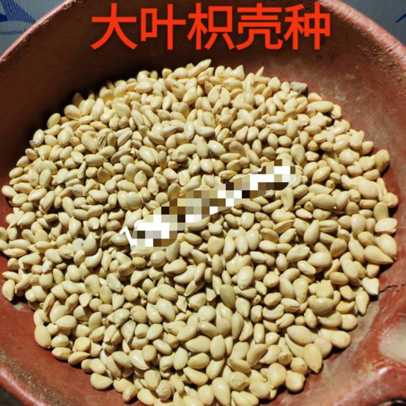 枳壳籽优质大叶枳壳(