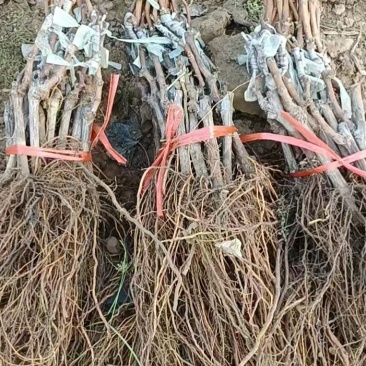 秦皇岛市葡萄苗基地奥州甜王葡萄苗