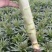 红尖叶香莴笋大量上市量大从优全国可发对接电商平台