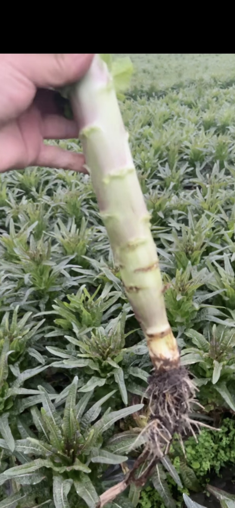 红尖叶香莴笋大量上市量大从优全国可发对接电商平台