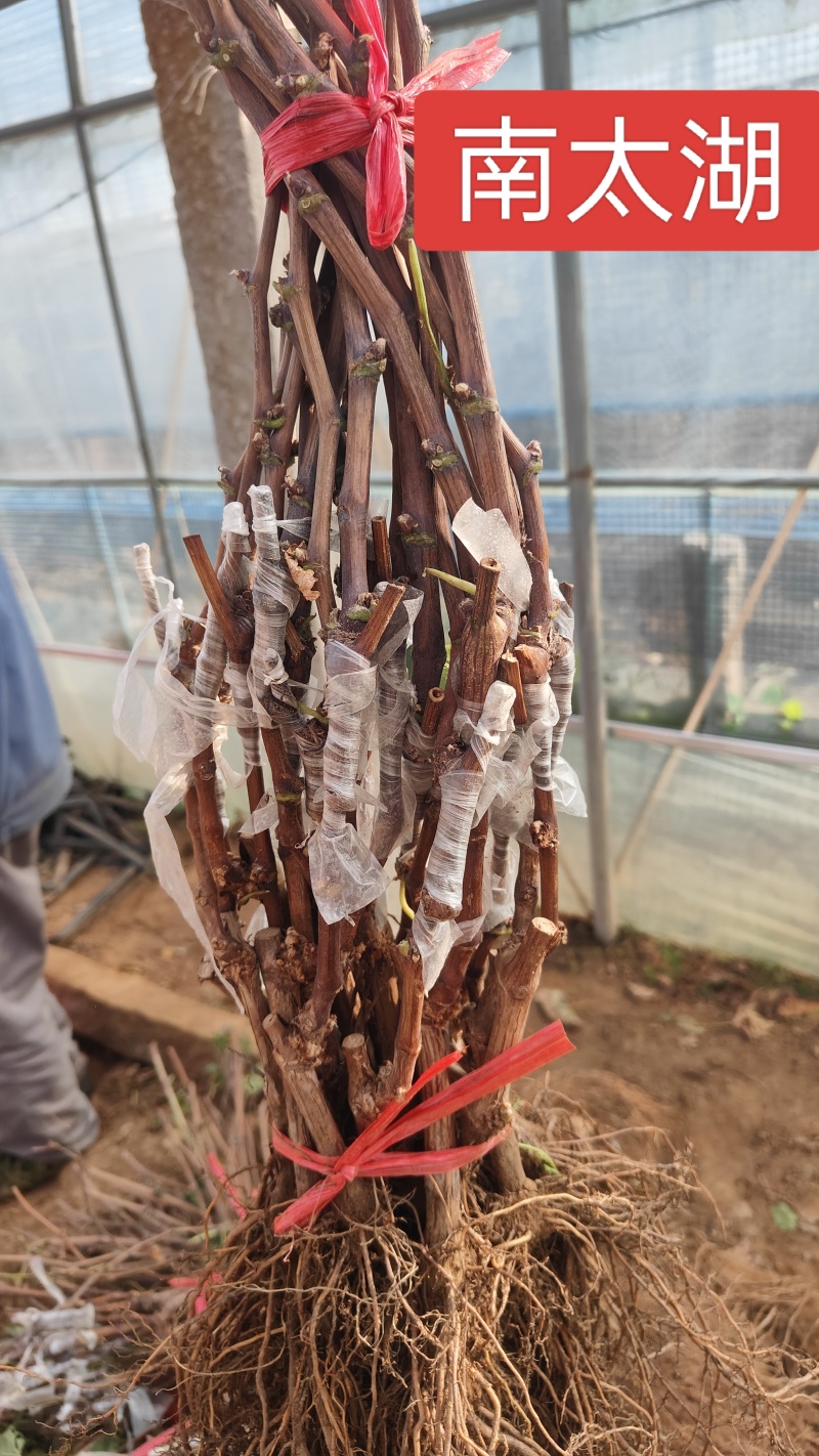 河北绍兴九号葡萄苗极早熟品种口感甜基地直发