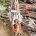河北绍兴九号葡萄苗极早熟品种口感甜基地直发
