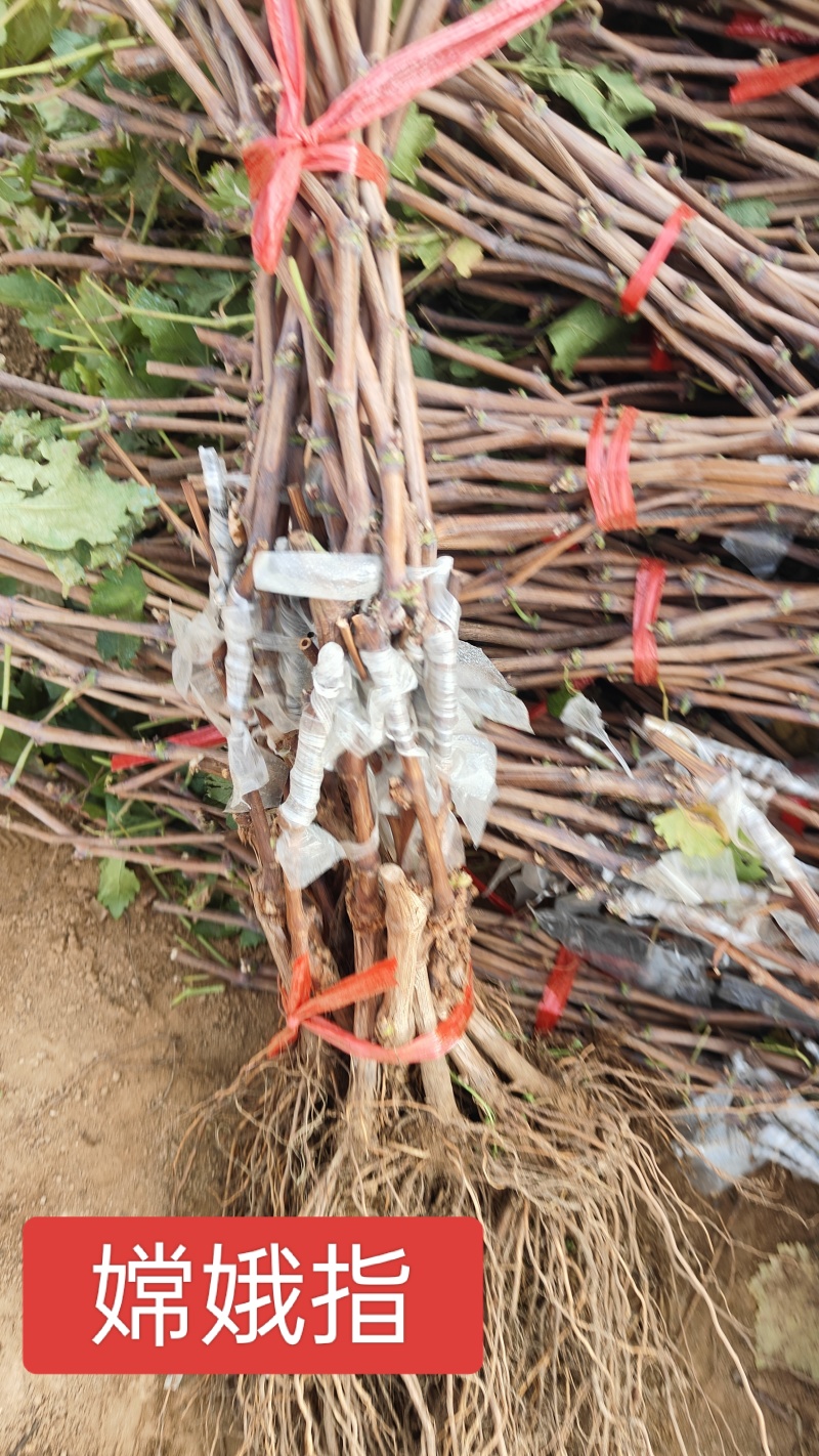 河北绍兴九号葡萄苗极早熟品种口感甜基地直发