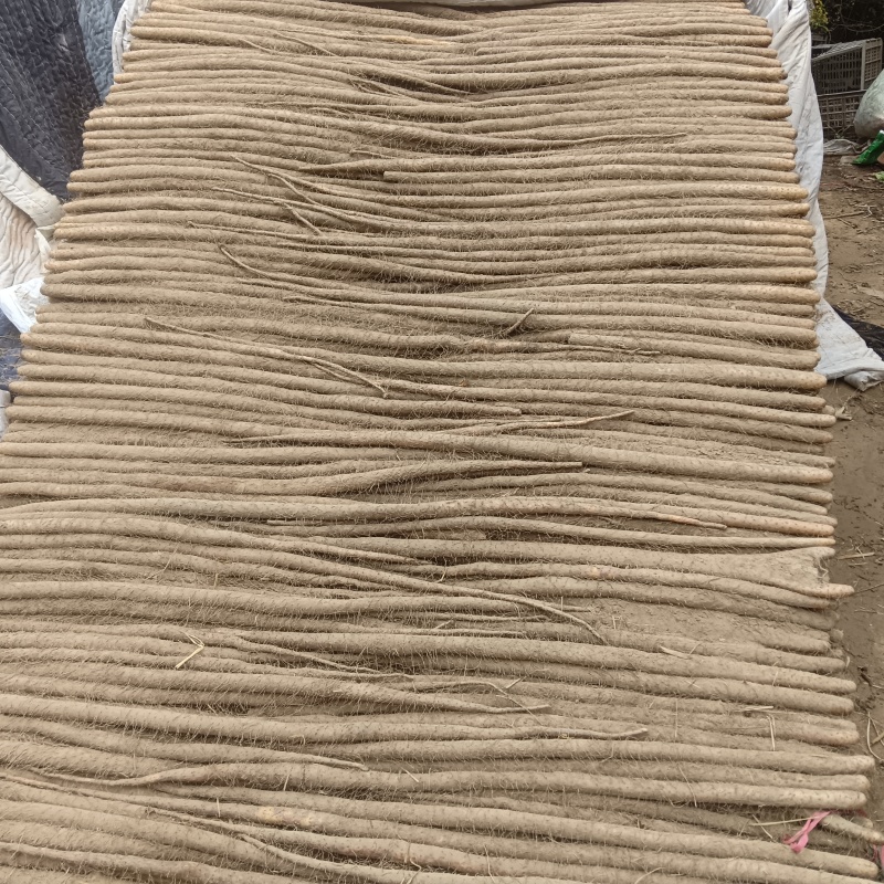 山药色号杆直甜糯