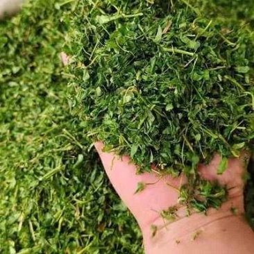 相思叶子鸡骨草
