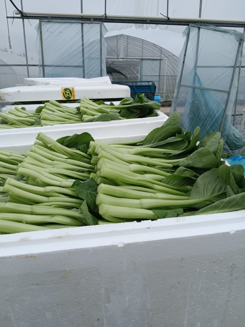 自产自销欢迎下单