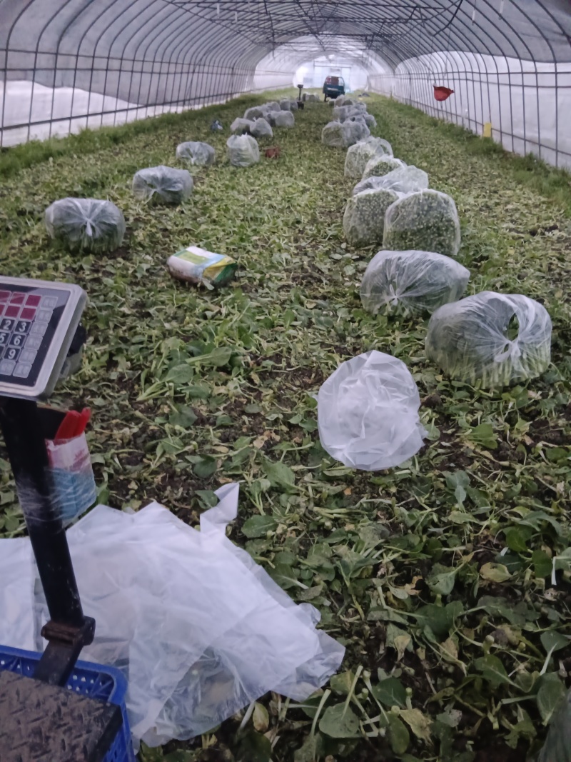 自产自销欢迎下单