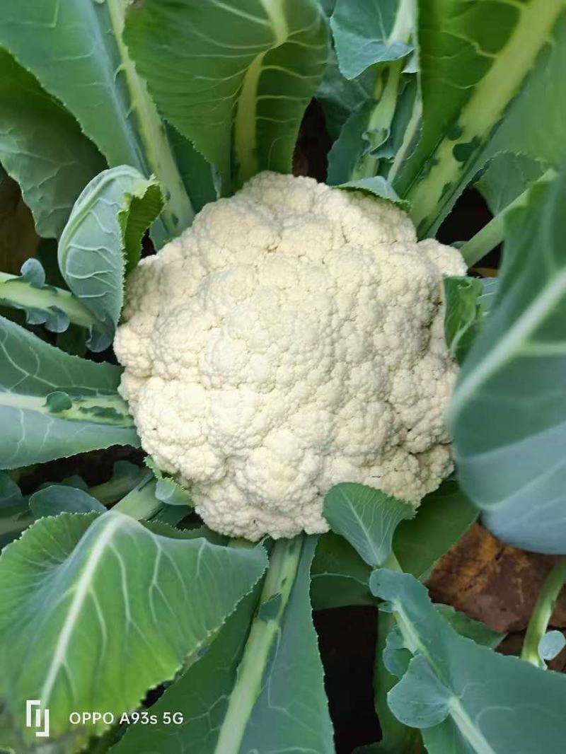 花菜大量有货