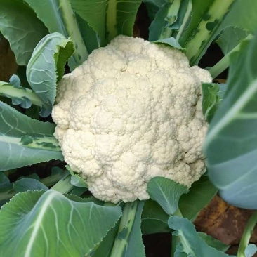 花菜大量有货