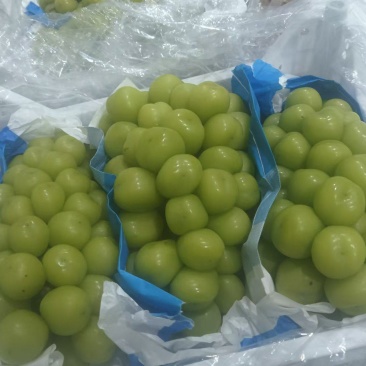 精品阳光玫瑰库存果颗粒大串形好口感香脆甜