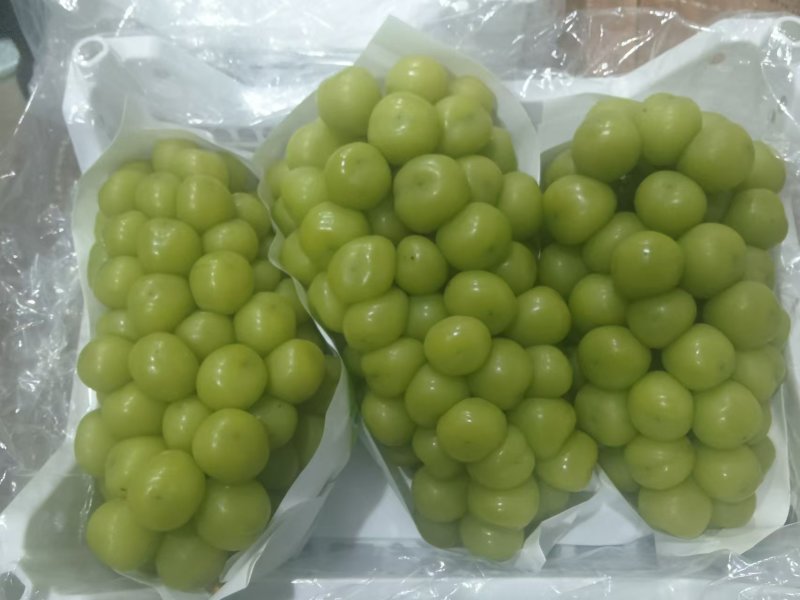 精品阳光玫瑰库存果颗粒大串形好口感香脆甜