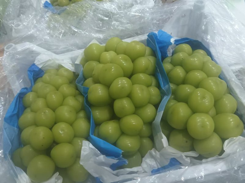 精品阳光玫瑰库存果颗粒大串形好口感香脆甜