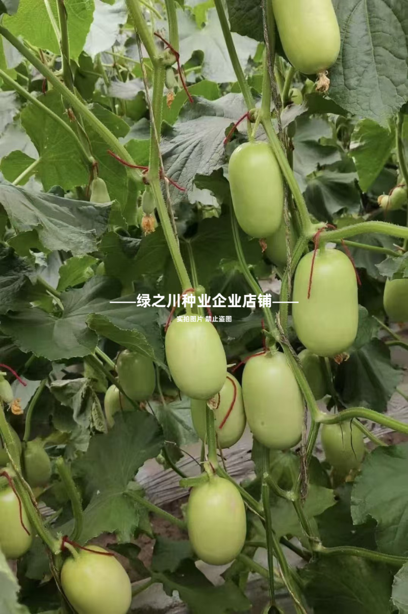 婕美玉女黄瓜种子山东迷你小黄瓜种子光滑无刺蔬菜水果生吃