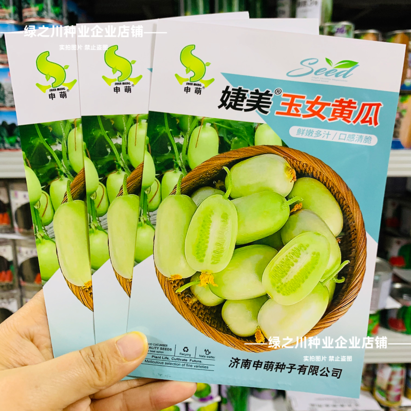 婕美玉女黄瓜种子山东迷你小黄瓜种子光滑无刺蔬菜水果生吃
