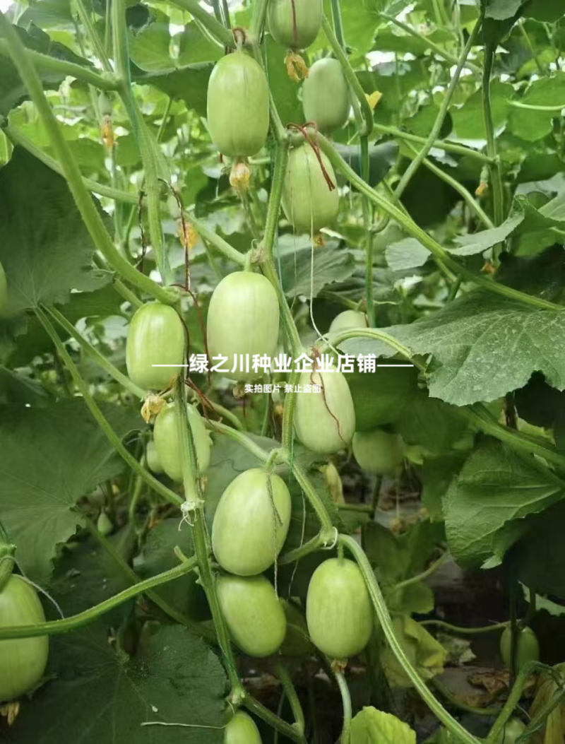 婕美玉女黄瓜种子山东迷你小黄瓜种子光滑无刺蔬菜水果生吃