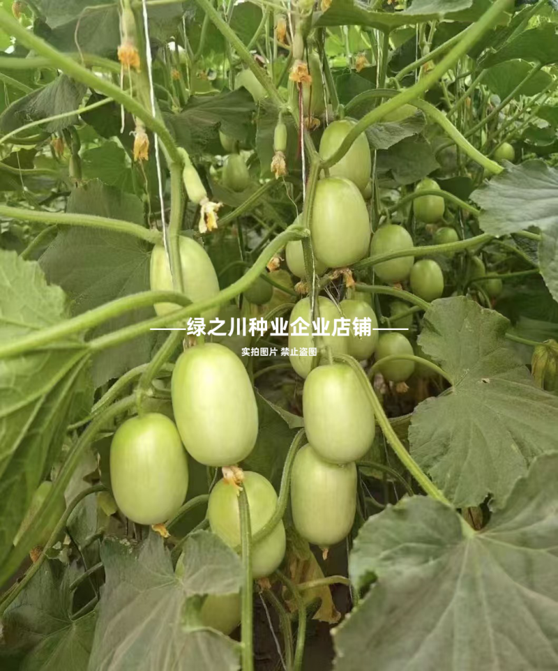 婕美玉女黄瓜种子山东迷你小黄瓜种子光滑无刺蔬菜水果生吃