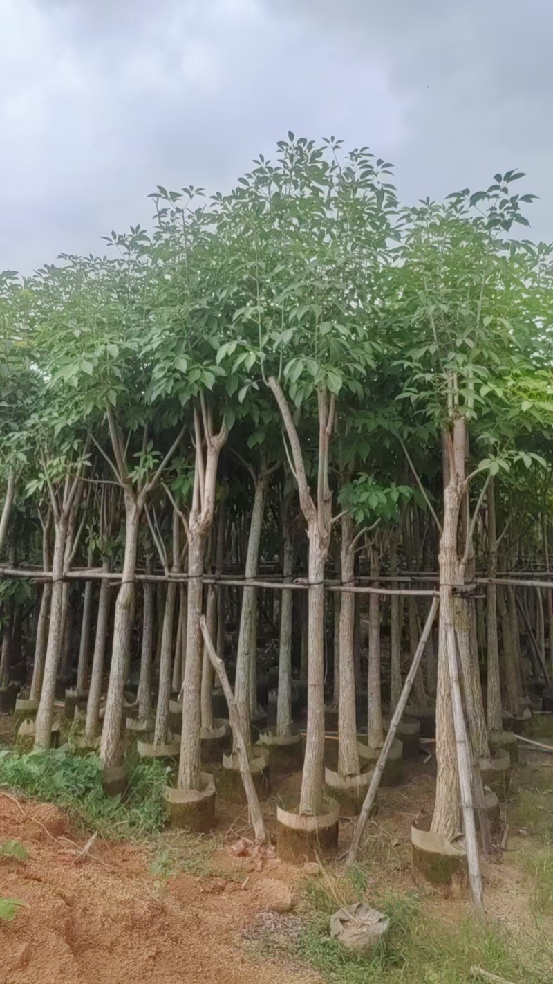 红花风铃木。