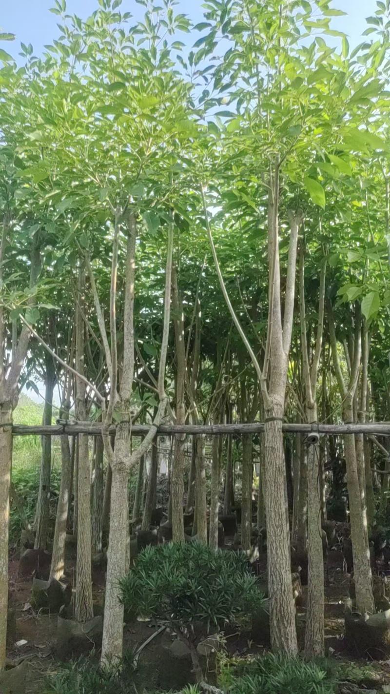 红花风铃木。