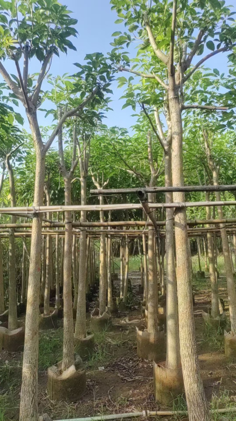 红花风铃木。