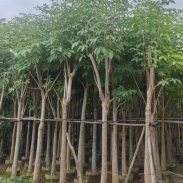 红花风铃木。